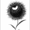 惡の華