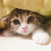 いっしーだよ