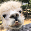 ベルチュレ＊ベルチュラ応援団