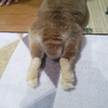 🐰ウサギ櫻🐰ウサ増し増し🐰®