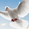 鳩🕊🖤