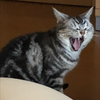 くま