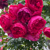 Blume415