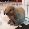 🐰𝑨𝑲𝑰🐇 