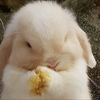 りほ🐥💛【ぴな隊】