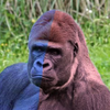 ミラノ風ゴリラ🦍