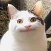ばぶち