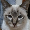 青樹 