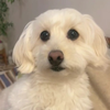 チロル🌻🐶