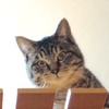 おいちゃな