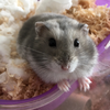 まるもも🐹🐢🐹