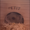 キキ🐹