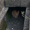 たぬき