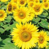 ムーコ🌻💙