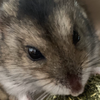 りんりん