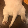 まさし
