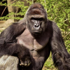 🦍