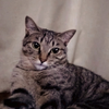 すたんだーど