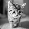 土方猫三🐈🐘配信予定🐱動画応援🙇🏻