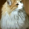 ナオ🐈🐕