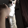 がわ