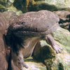 Giant Salamander