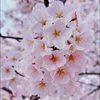 🌸sakura🌸🥼🇧🇷