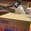 焼そばうさぎ。