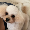 りょうす犬
