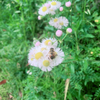 新エビゴジラ🌻🧸