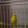 よこよこちゃん