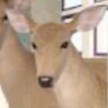 こしたんたん