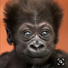 プロパンゴリラ🦍
