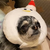 ぴの