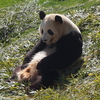 🐼