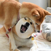 優作