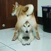 優作