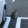 たつき