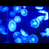 isihara 