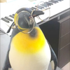 ｷﾝｸﾞﾄﾍﾟﾝｷﾞﾝ ①