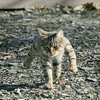 わっち