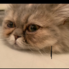 にゃんまる水産🐈