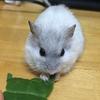ユーザーアイコン