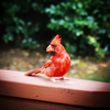 Cardinal🍷