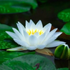 Nymphaea♫💎