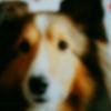 わさお🐕