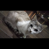 ヤンセン👟🕺🏻🐈
