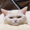 ツネチ🐈