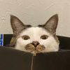 ユーザーアイコン