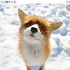 🦊こん山🍙